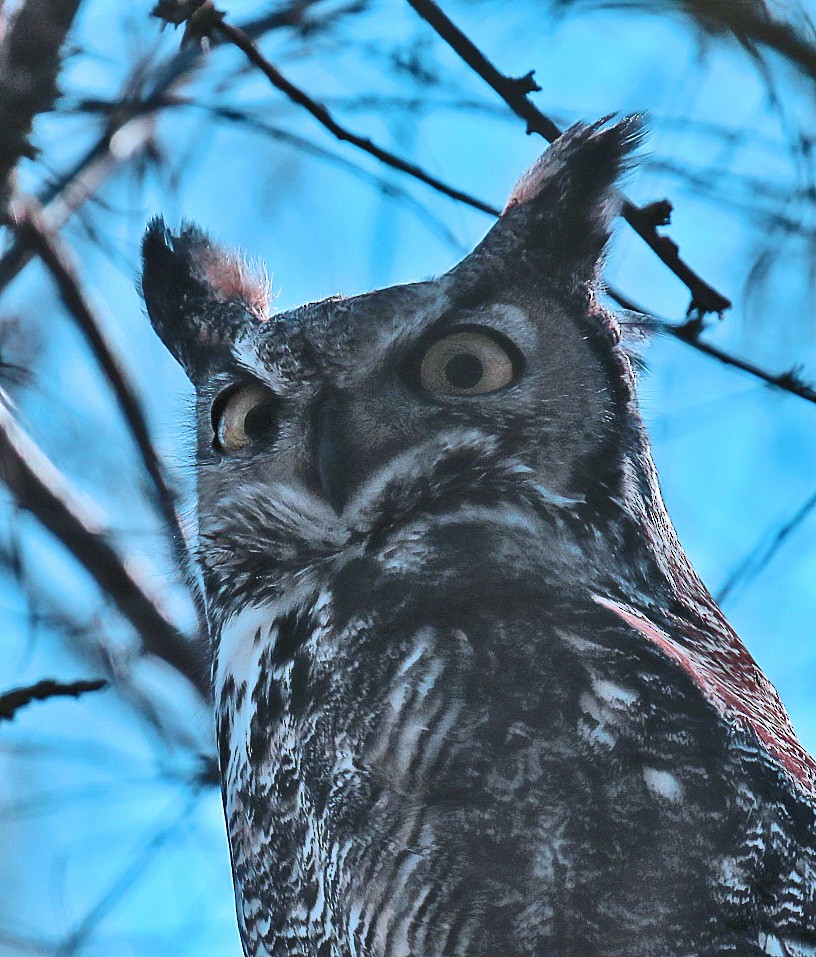 Great Horned Owl - ML48301881