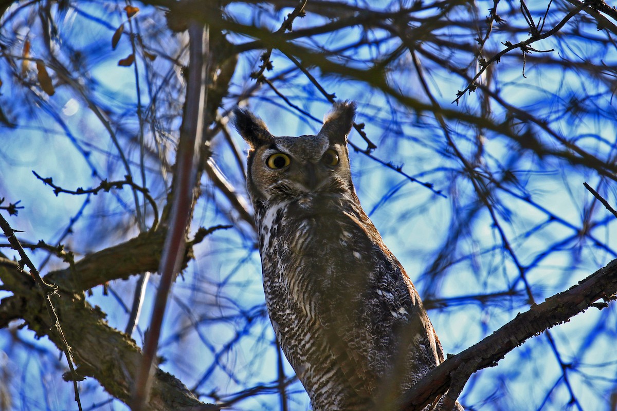 Great Horned Owl - ML48301891