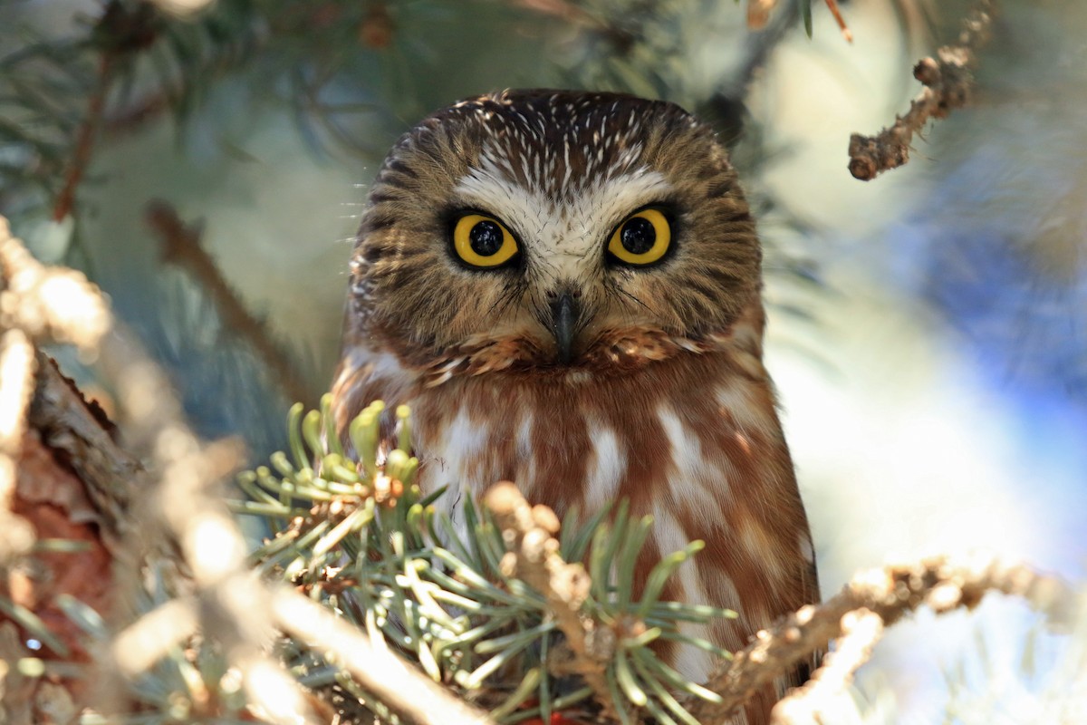 Northern Saw-whet Owl - Blair Bernson