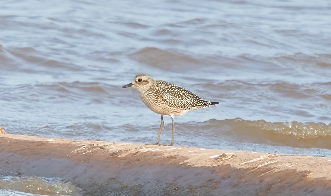 Black-bellied Plover - Chase Moxley