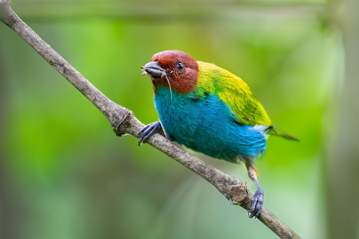 Bay-headed Tanager - ML483039711