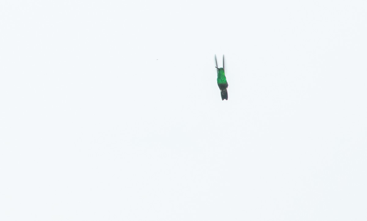 Steely-vented Hummingbird - ML483043291