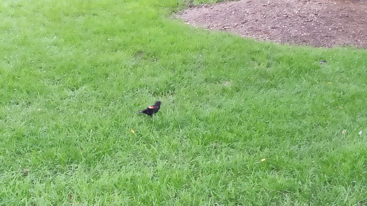 Red-winged Blackbird - Eduardo Ghiberto