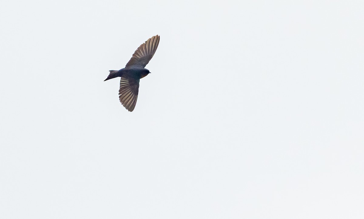 Pale-footed Swallow - ML483044451