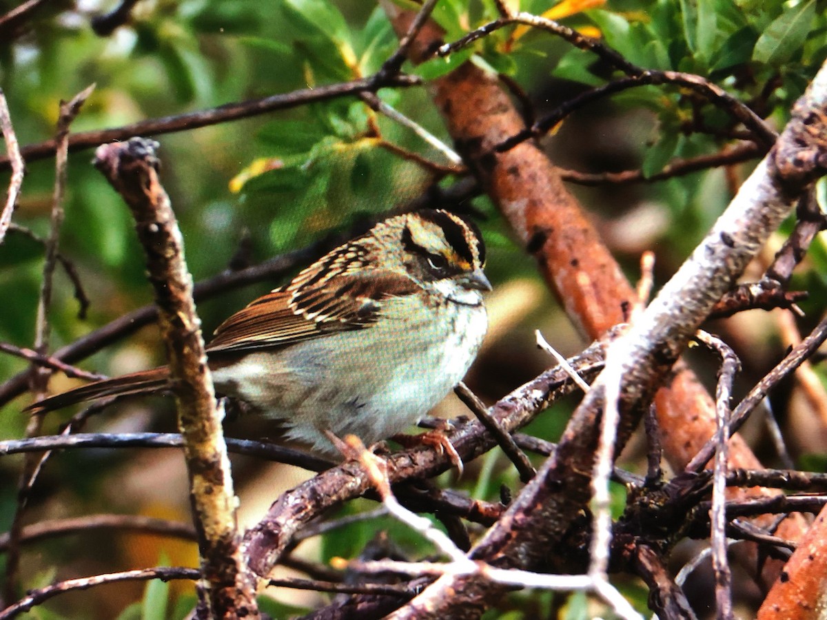 White-throated Sparrow - ML483045251