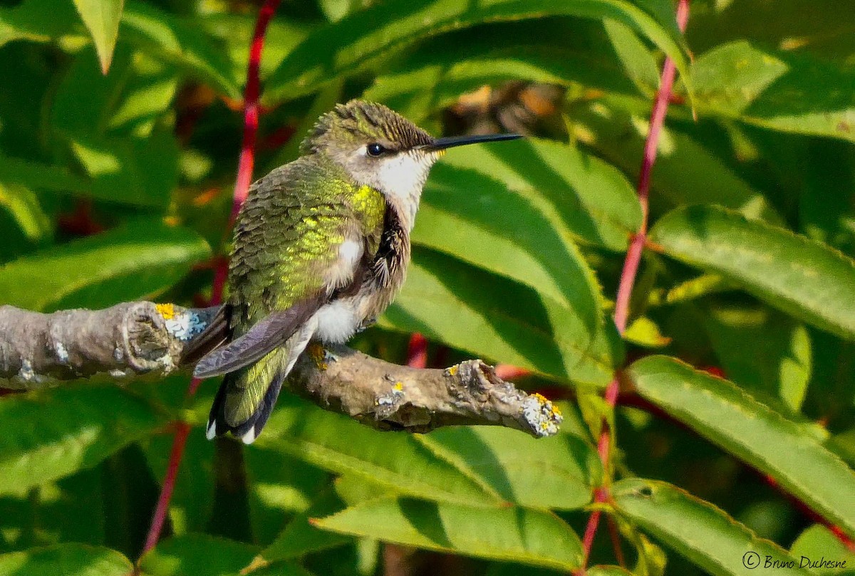 Ruby-throated Hummingbird - ML483045591