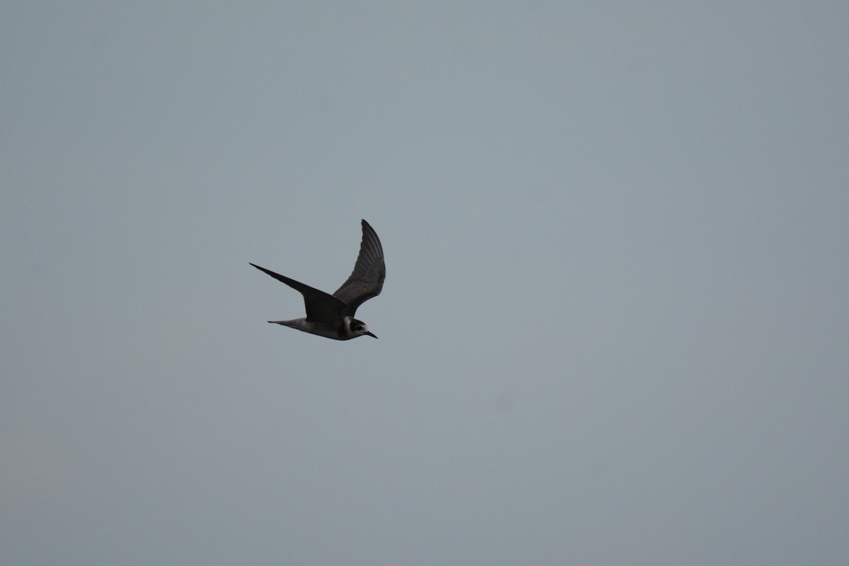 eBird Checklist 10 Sep 2022 Newnans LakeEarl P. Powers Park 22