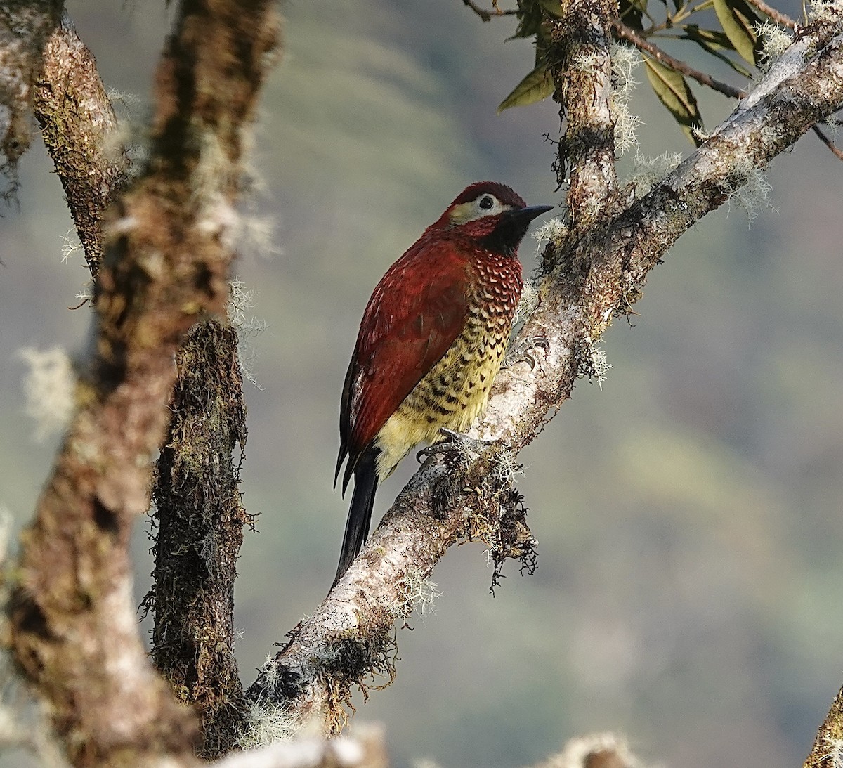 Crimson-mantled Woodpecker - Howard Laidlaw