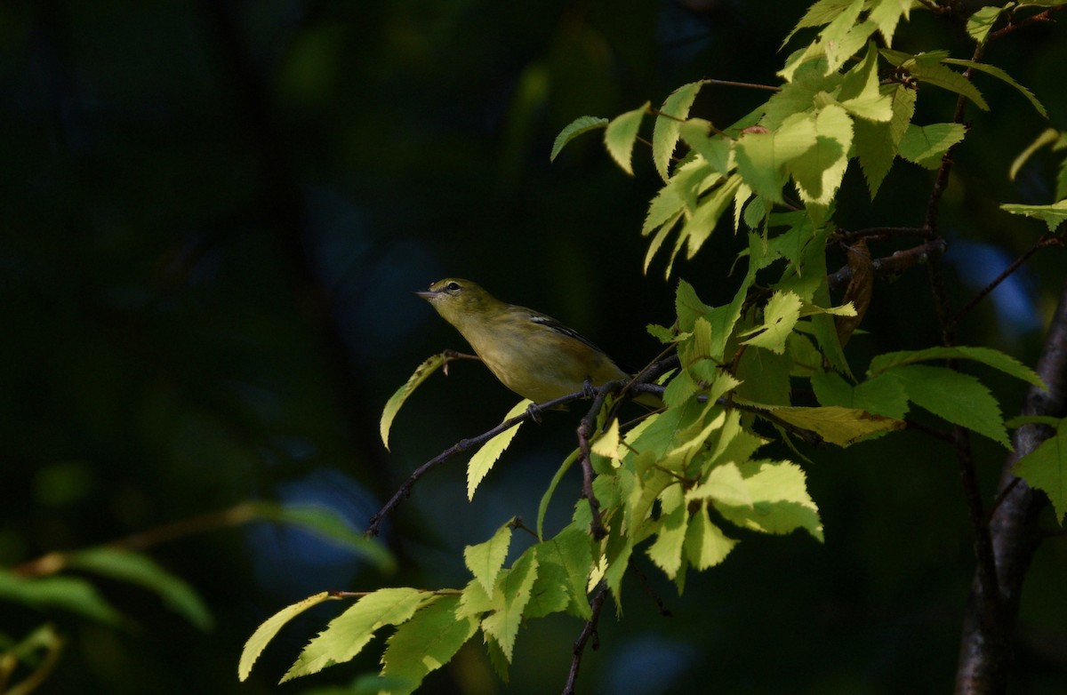 Bay-breasted Warbler - ML483051611