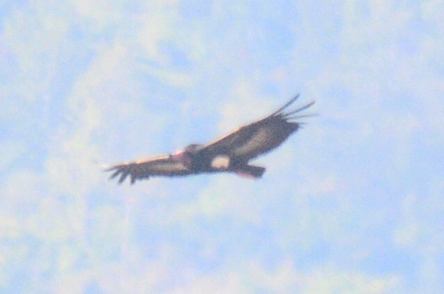 Red-headed Vulture - ML48305281