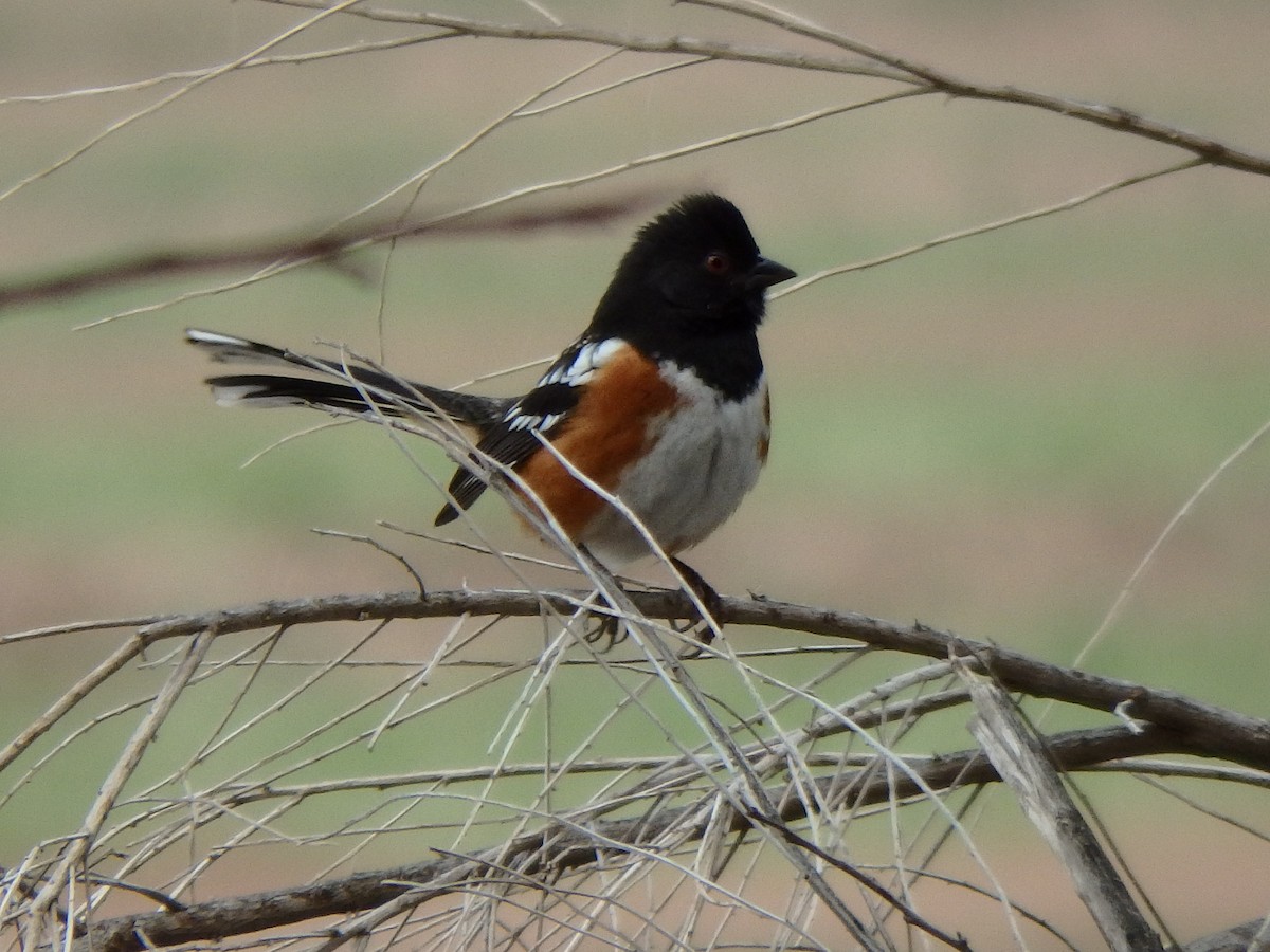 Spotted Towhee - Terry Pollock