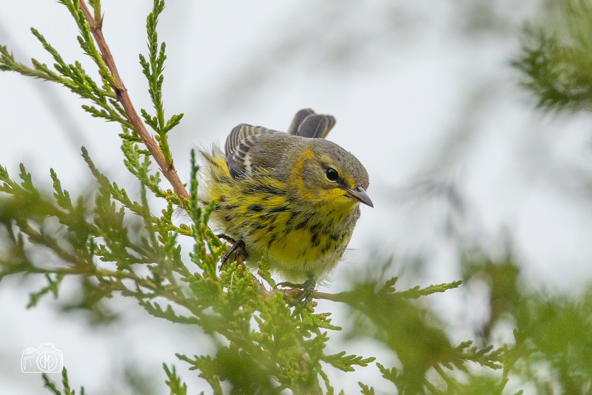 Cape May Warbler - ML483056671