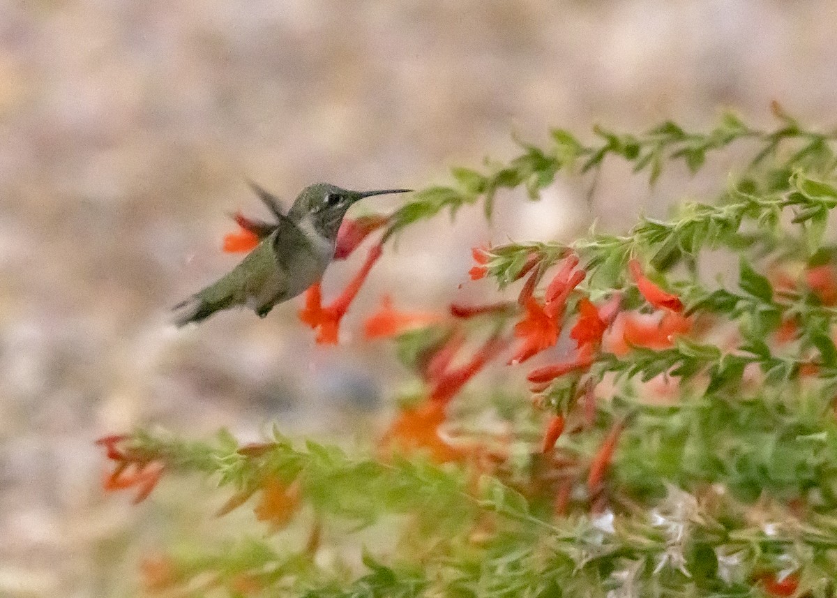 Calliope Hummingbird - ML483057701