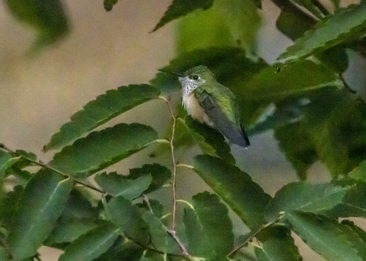 Calliope Hummingbird - ML483057711