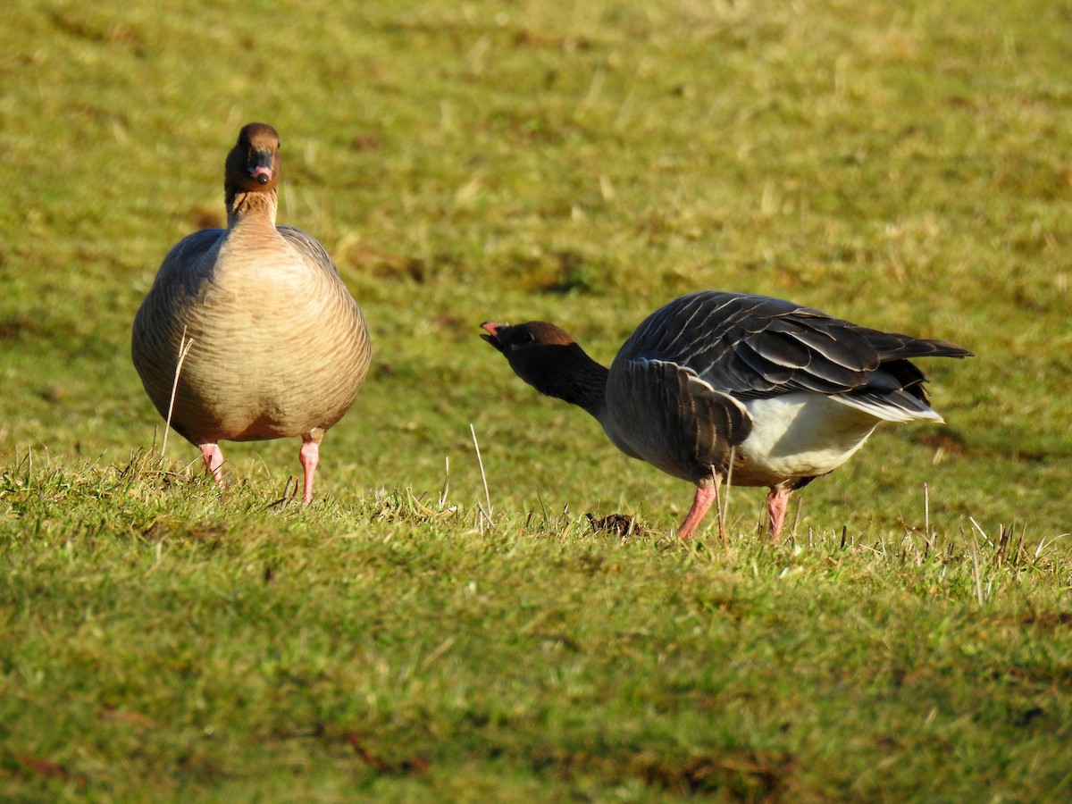 Pink-footed Goose - ML48306061