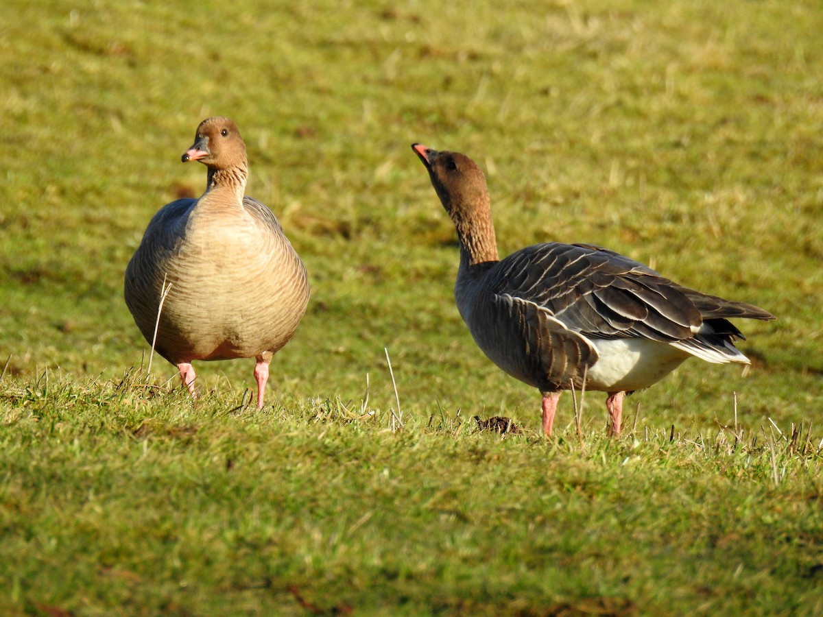 Pink-footed Goose - ML48306071