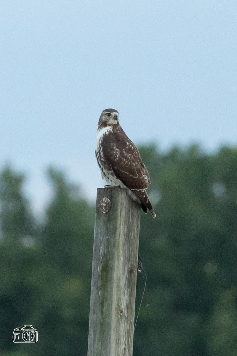 Red-tailed Hawk - ML483060721