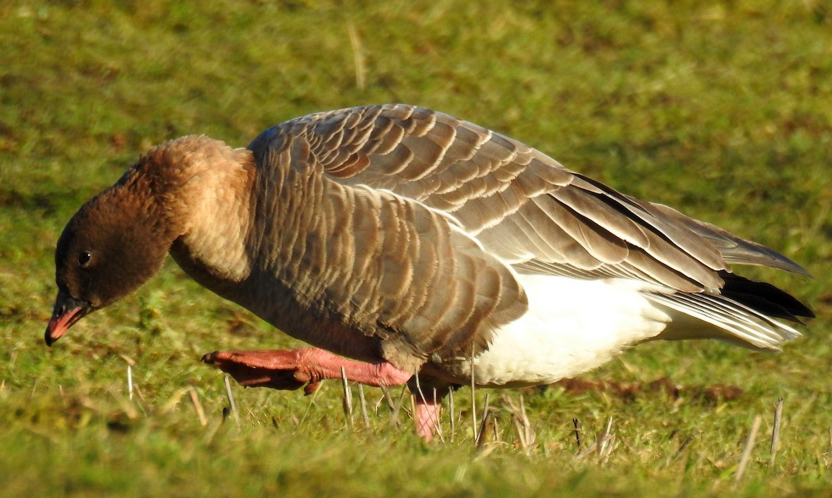 Pink-footed Goose - ML48306101