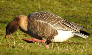 Pink-footed Goose, ML48306101