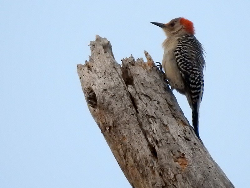Red-bellied Woodpecker - Kathy S. Prindle