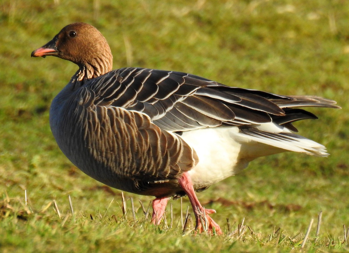 Pink-footed Goose - ML48306131