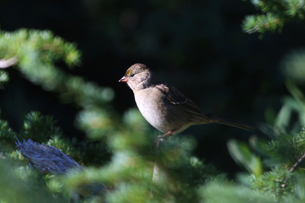 Golden-crowned Sparrow - ML483069841