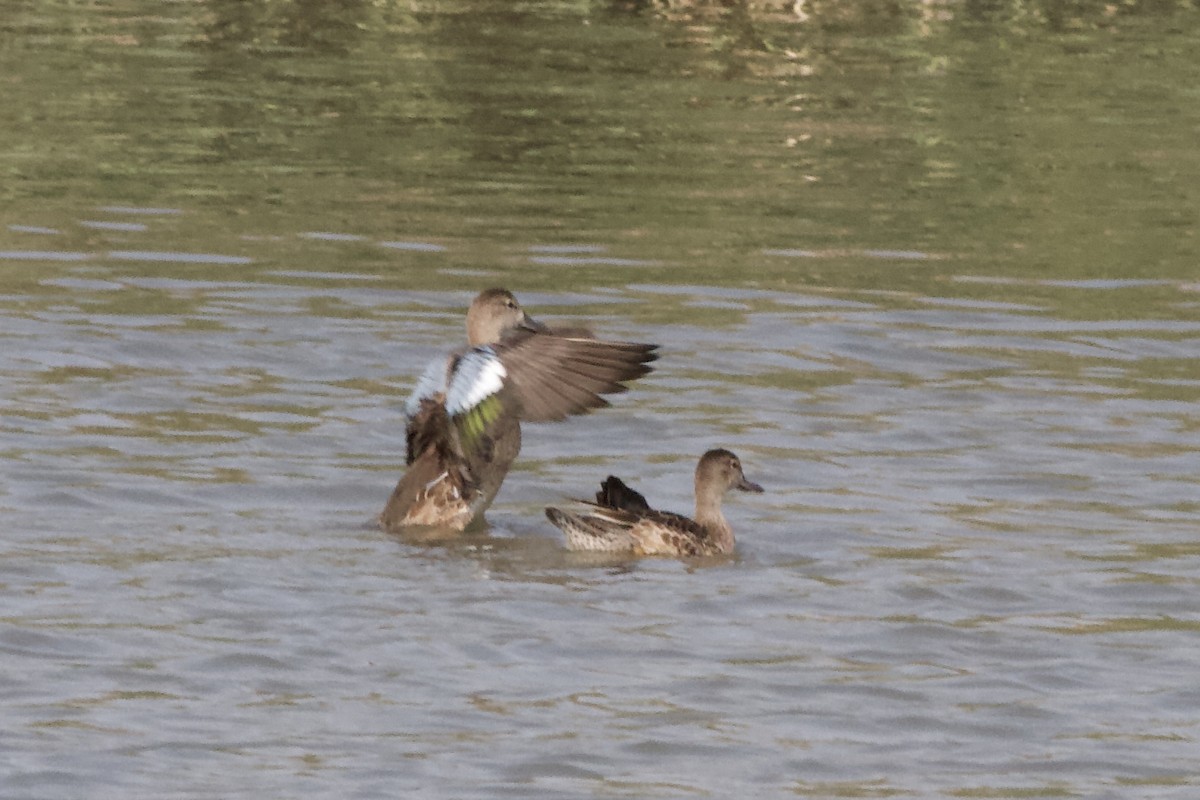 Blue-winged Teal - Mitchell Dart