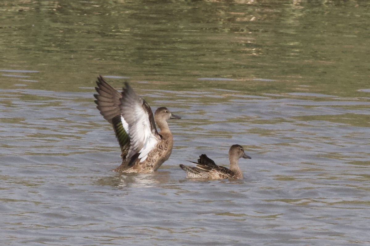 Blue-winged Teal - ML483073211