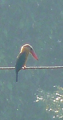Stork-billed Kingfisher - ML48308271