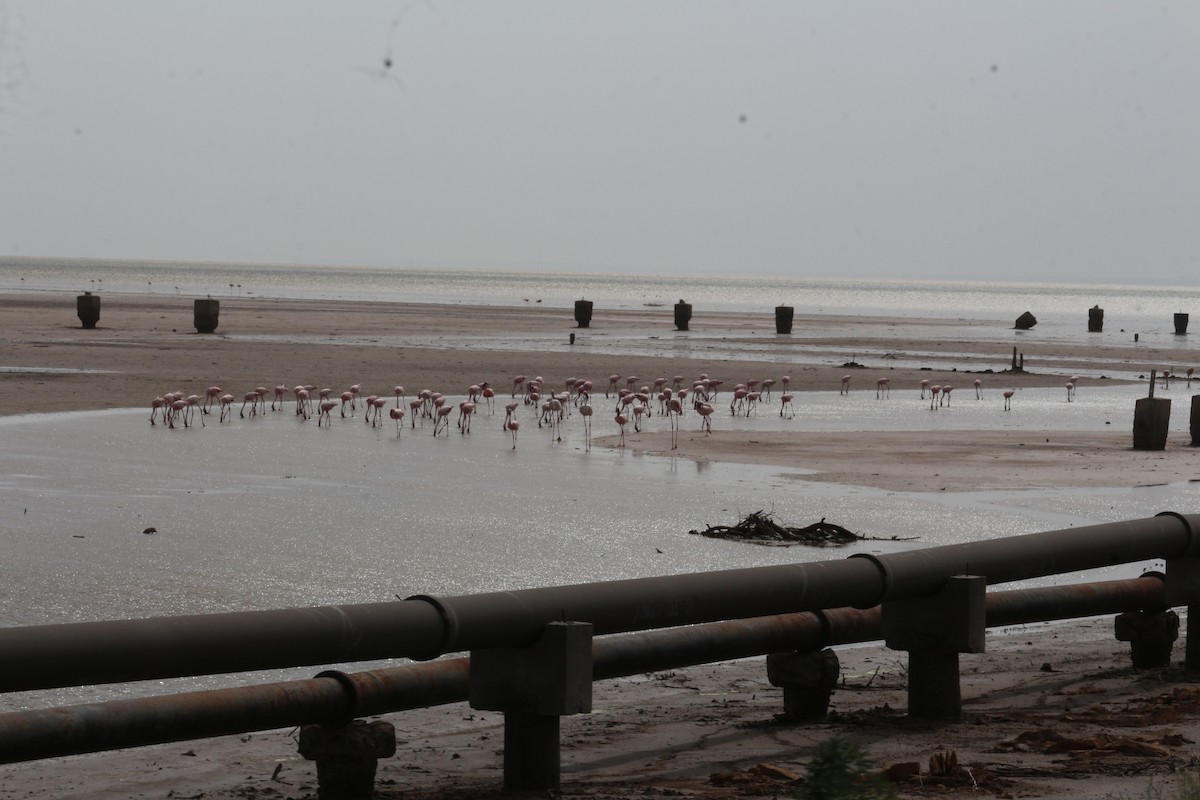Lesser Flamingo - Gaurav  Sirola