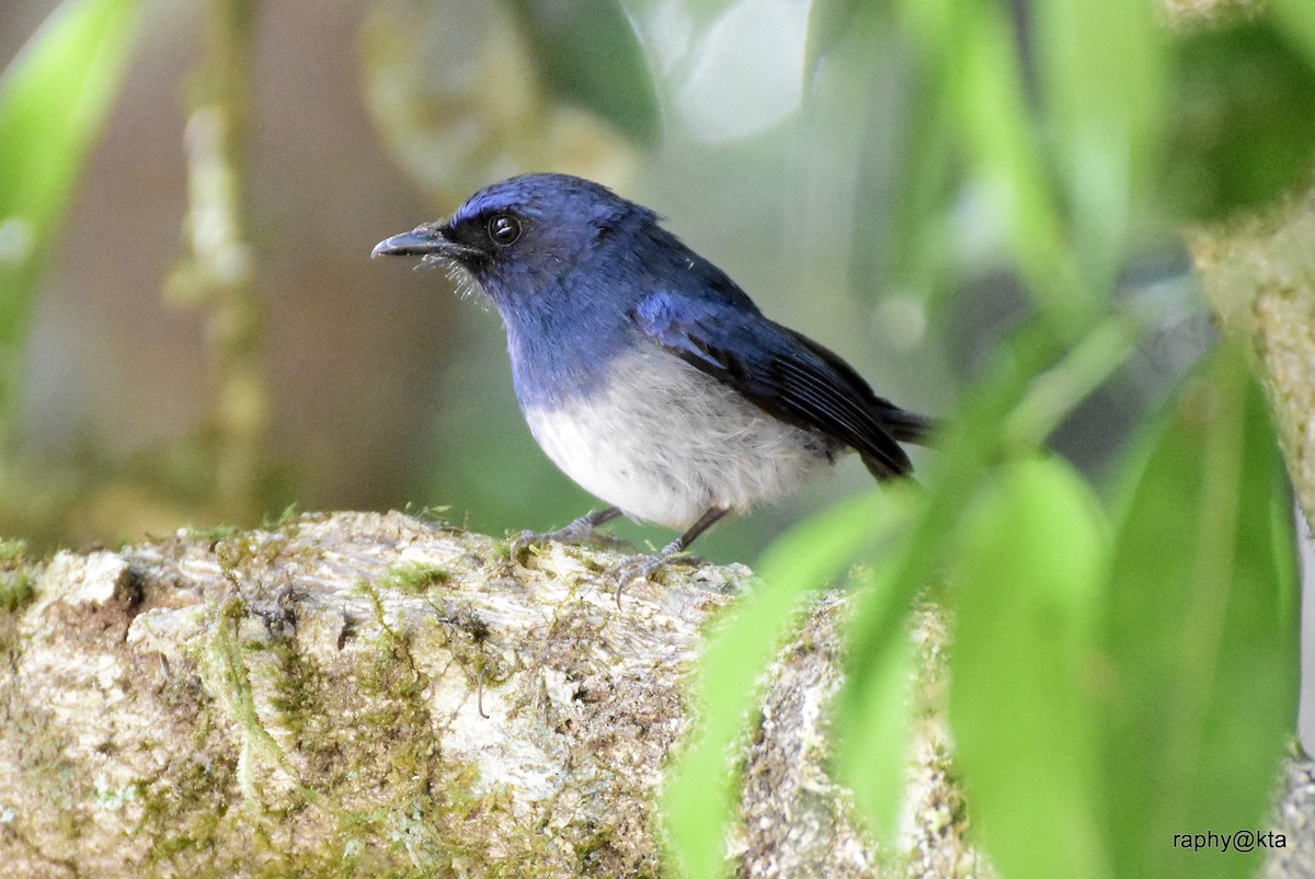 White-bellied Blue Flycatcher - Anonymous