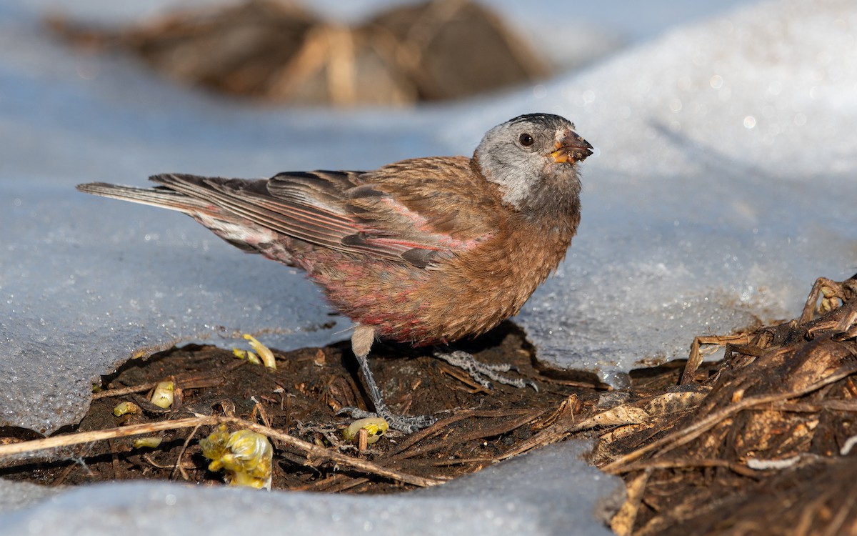 Gray-crowned Rosy-Finch - ML483093111