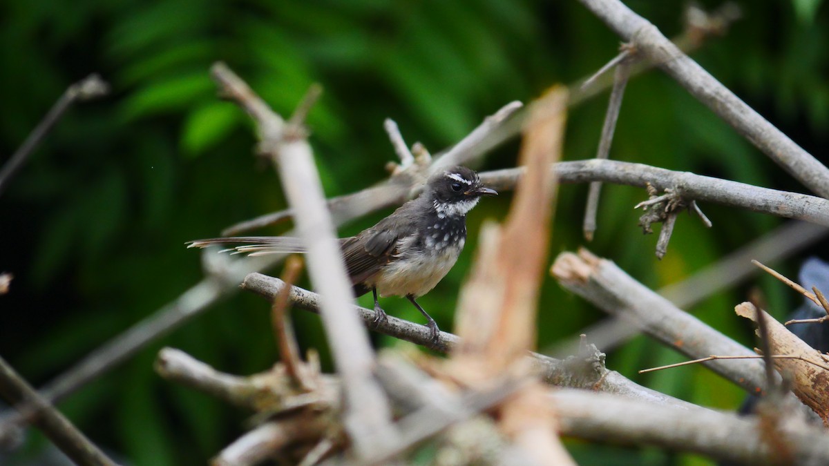Spot-breasted Fantail - ML483098531