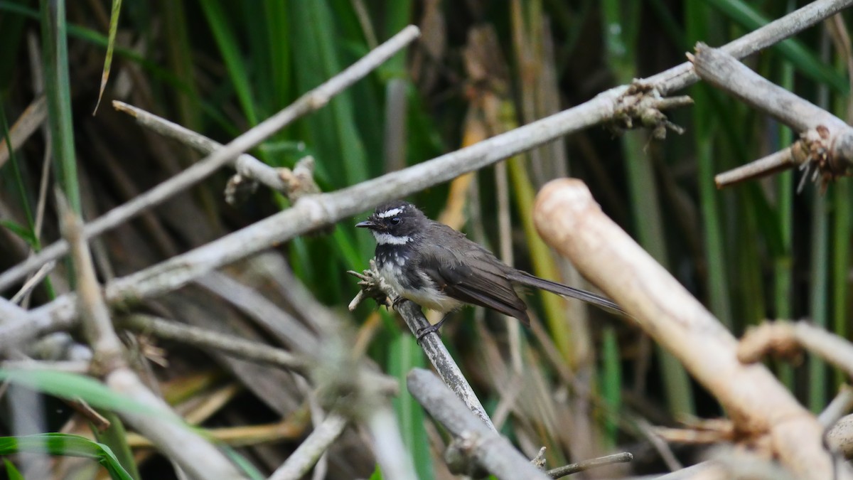 Spot-breasted Fantail - ML483098561