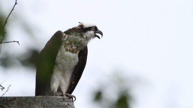  - Osprey (carolinensis)