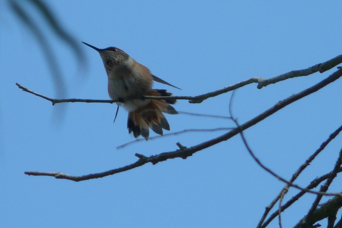 Rufous Hummingbird - ML483099241