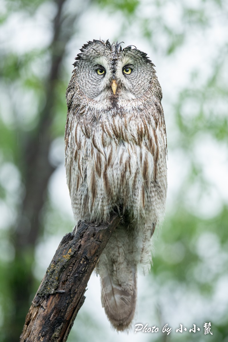 Great Gray Owl (Lapland) - ML483101141