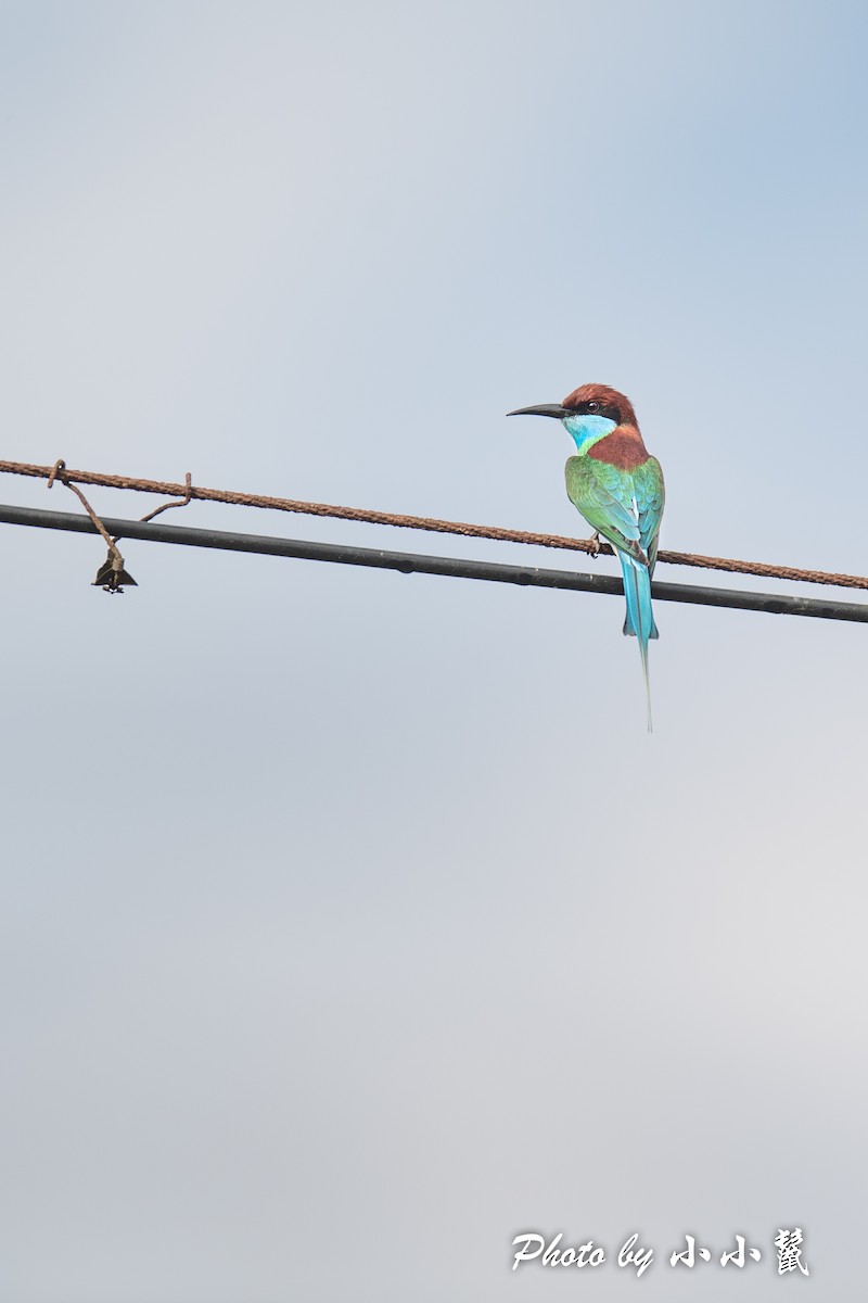 Blue-throated Bee-eater - ML483101391
