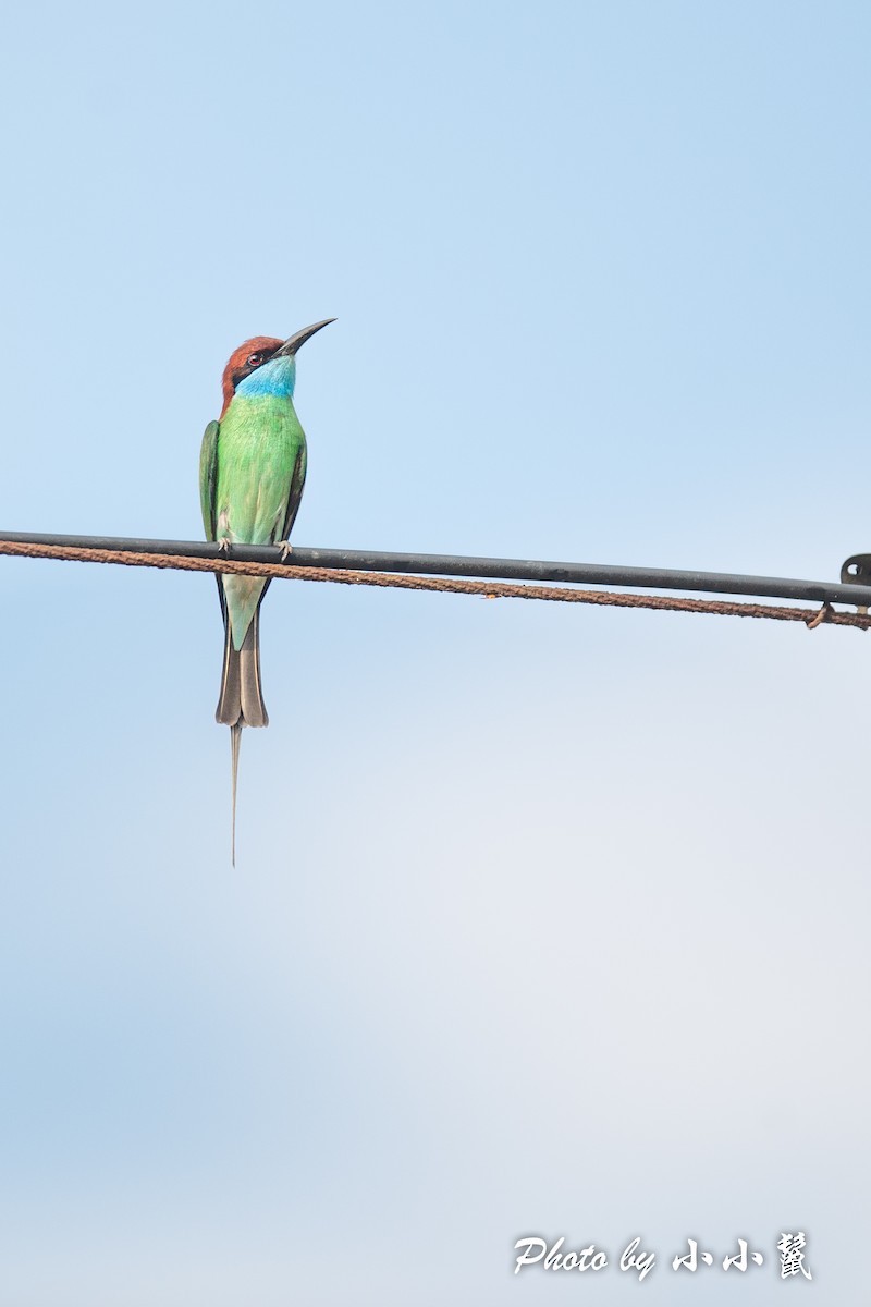 Blue-throated Bee-eater - ML483101401