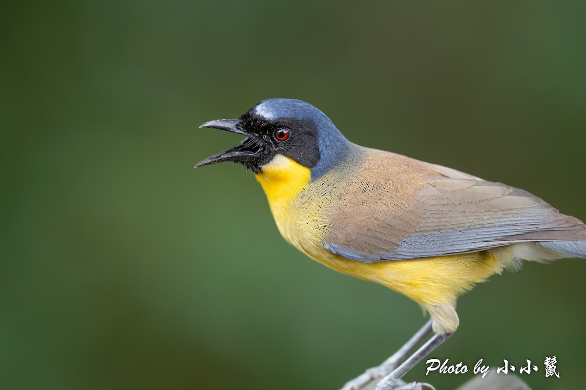 Blue-crowned Laughingthrush - ML483101531