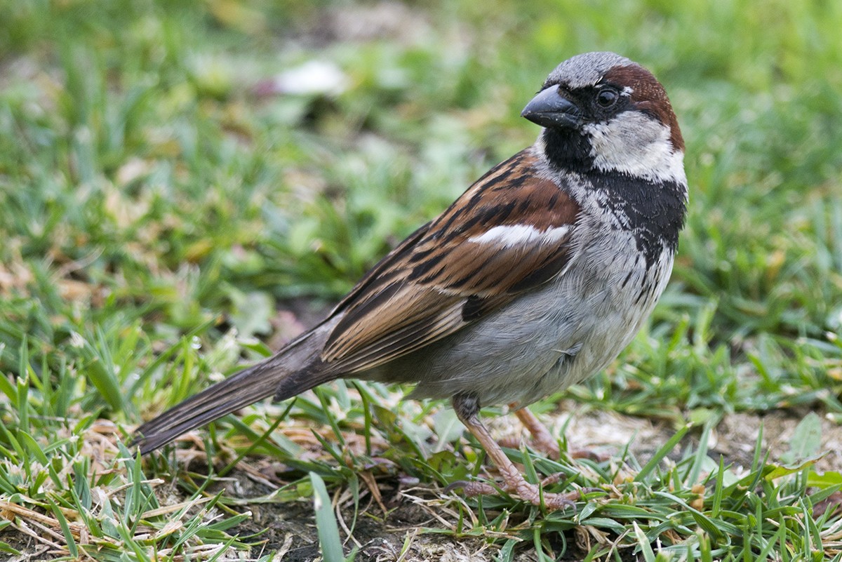 House Sparrow - Bernardo Alps