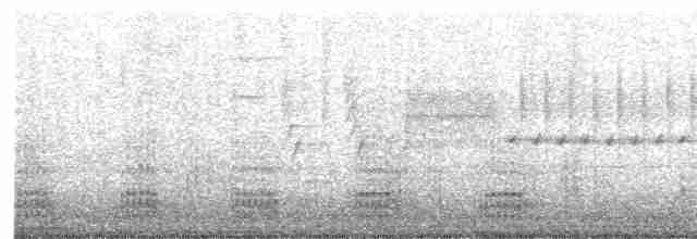 Troglodyte de Bewick - ML483105501