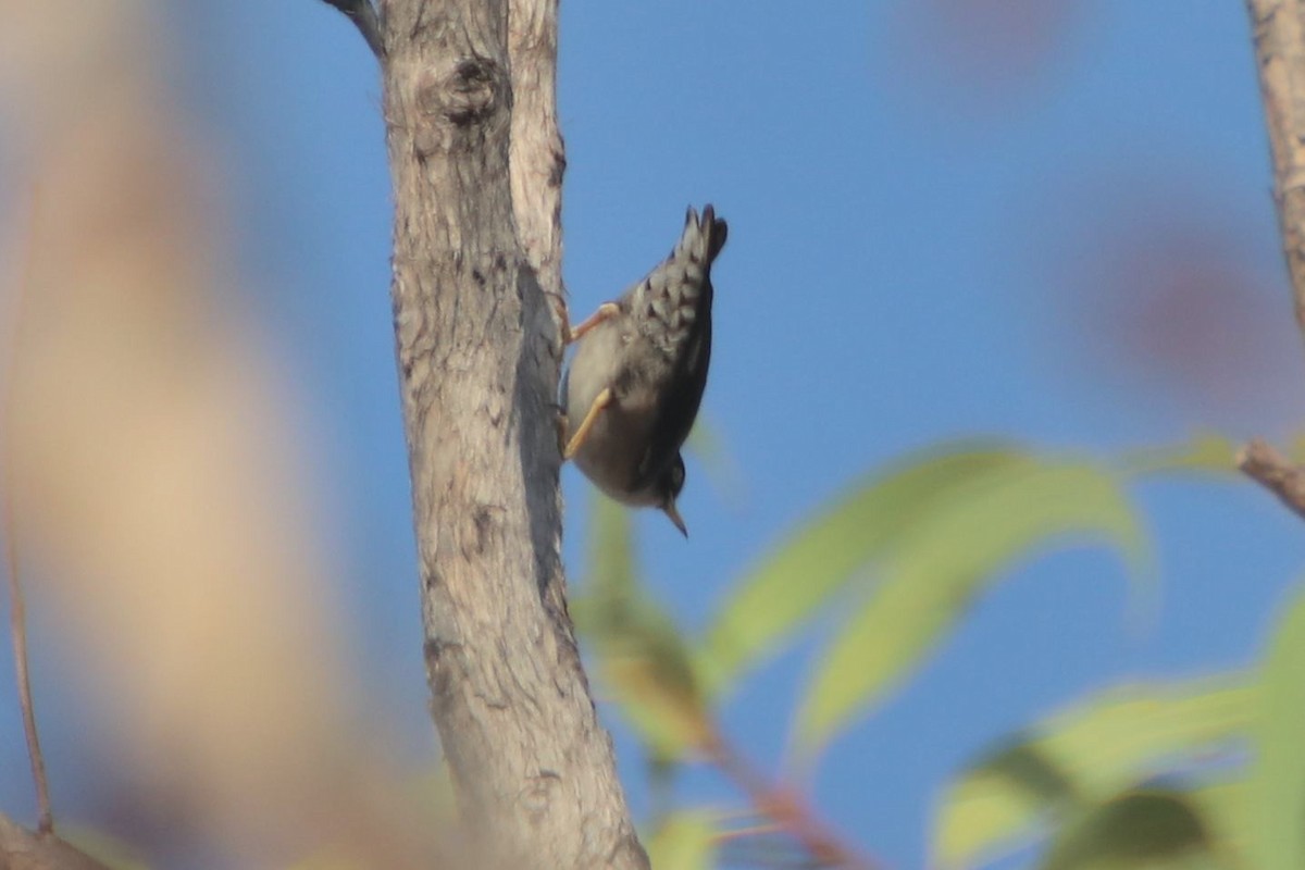 オーストラリアゴジュウカラ（leucoptera） - ML483114601