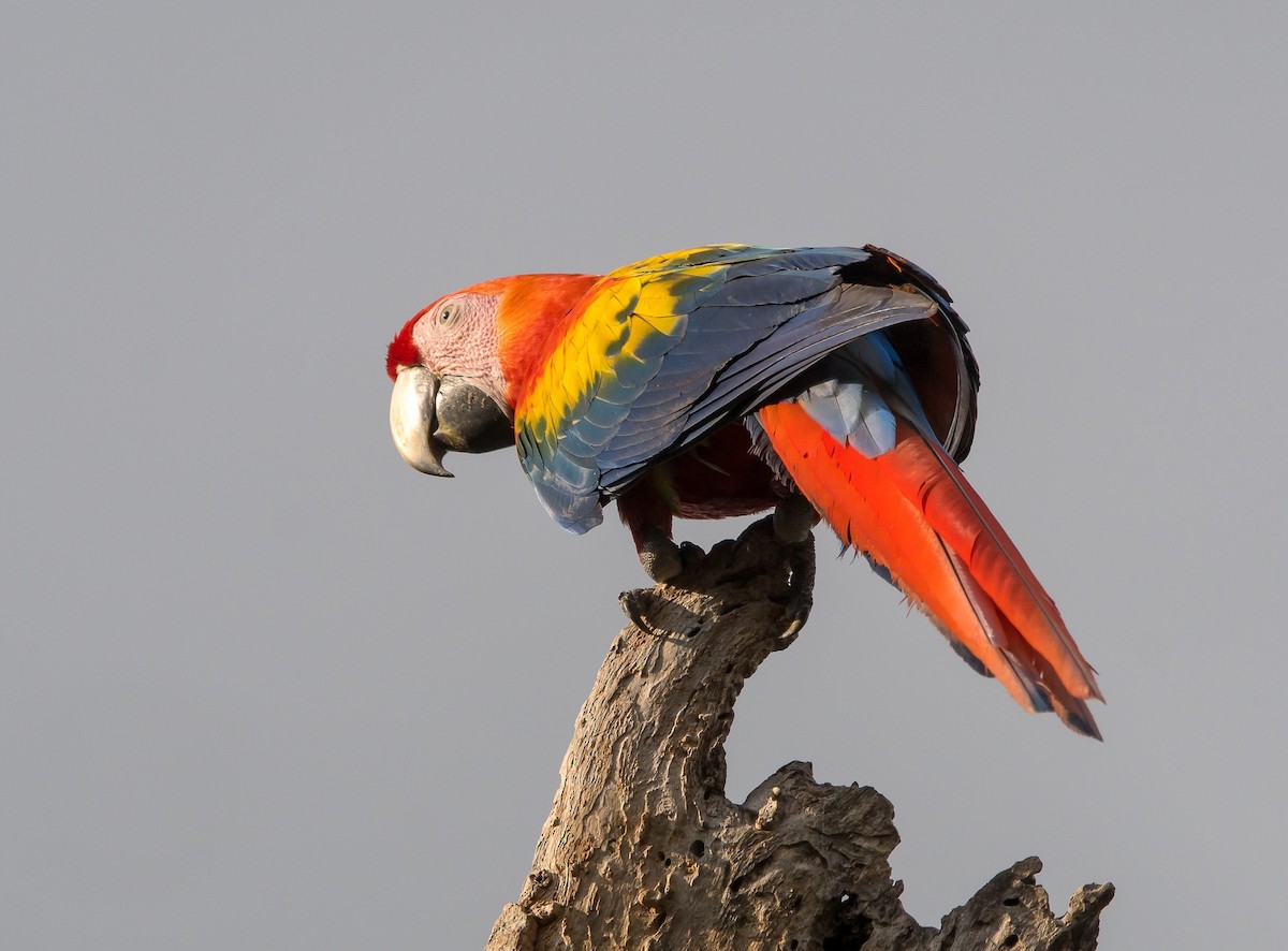 Scarlet Macaw - Gerald Hoekstra