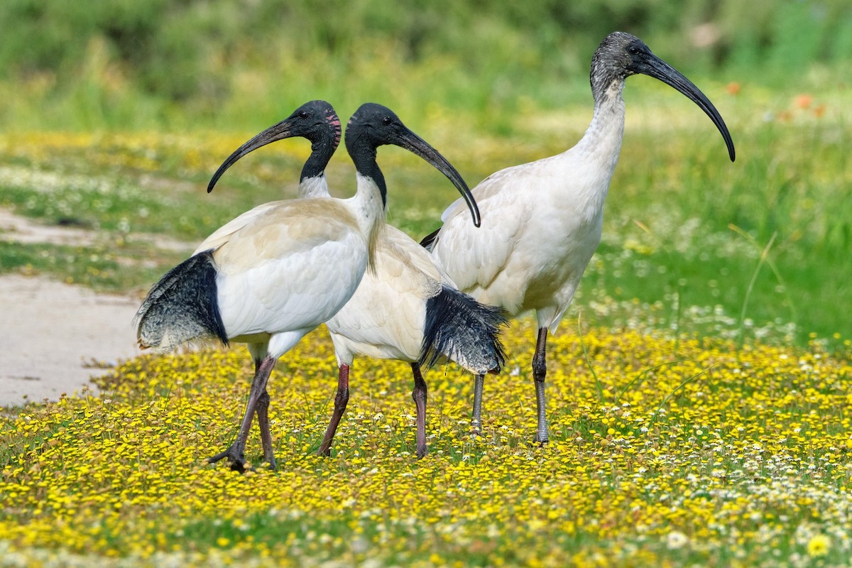 ibis australský - ML483122871
