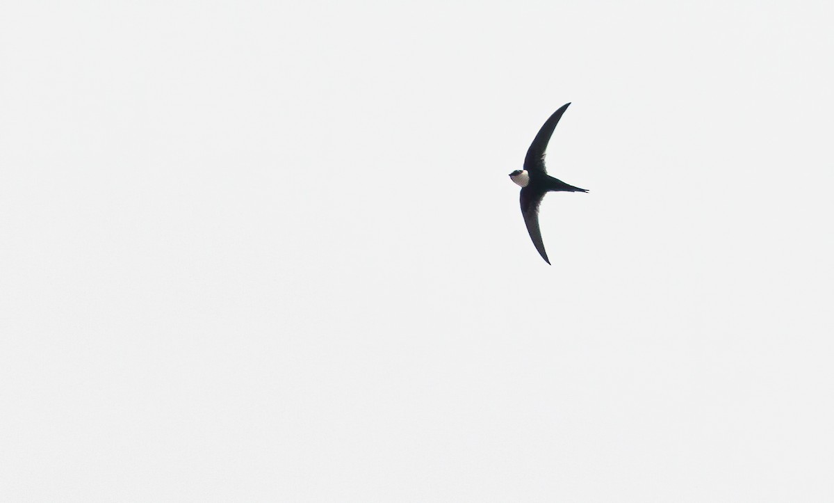 Lesser Swallow-tailed Swift - David Monroy Rengifo