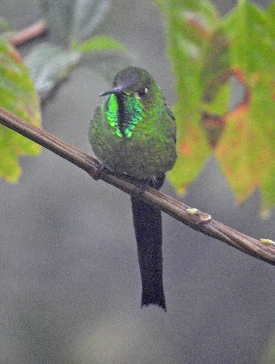 Red-tailed Comet - ML483126891