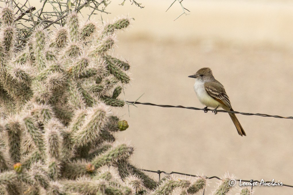Ash-throated Flycatcher - Louise Auclair