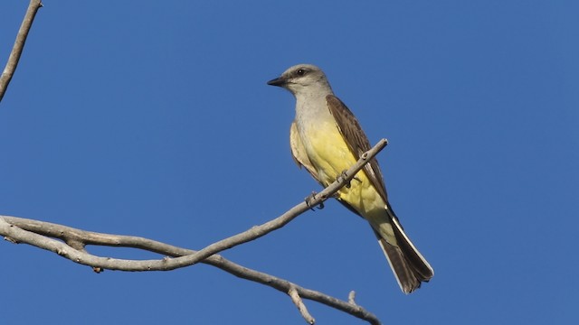 Western Kingbird - ML483128