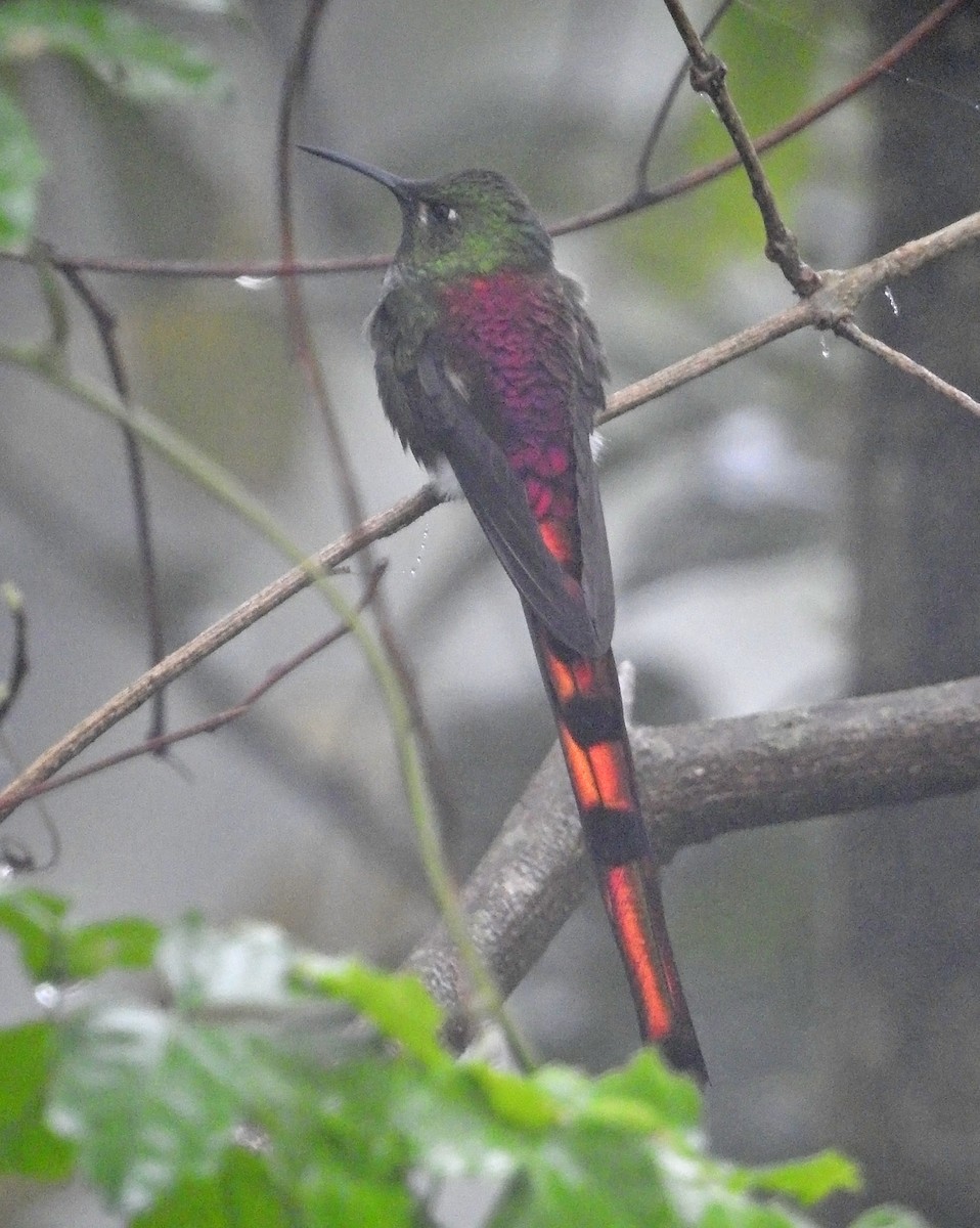 Red-tailed Comet - ML483128211